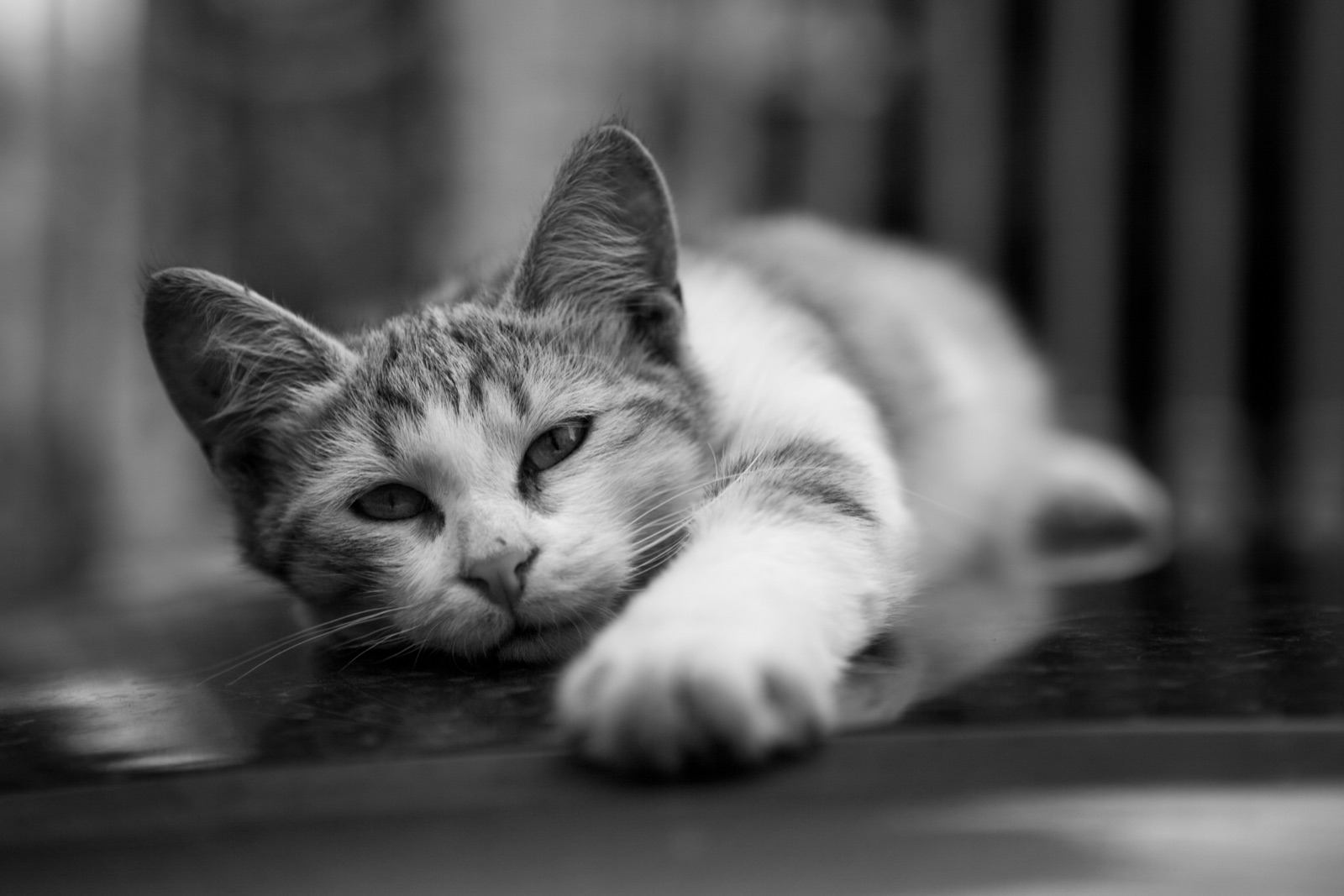 Black-and-white photograph of a cat resting by a window