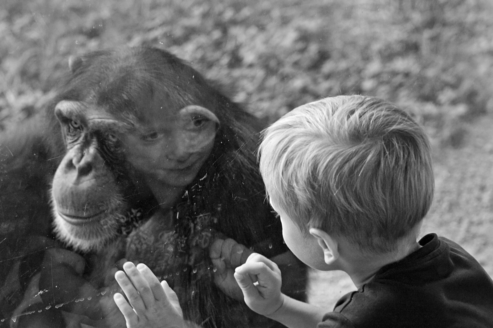 Black-and-white photograph of a child and chimpanzee facing each other through glass