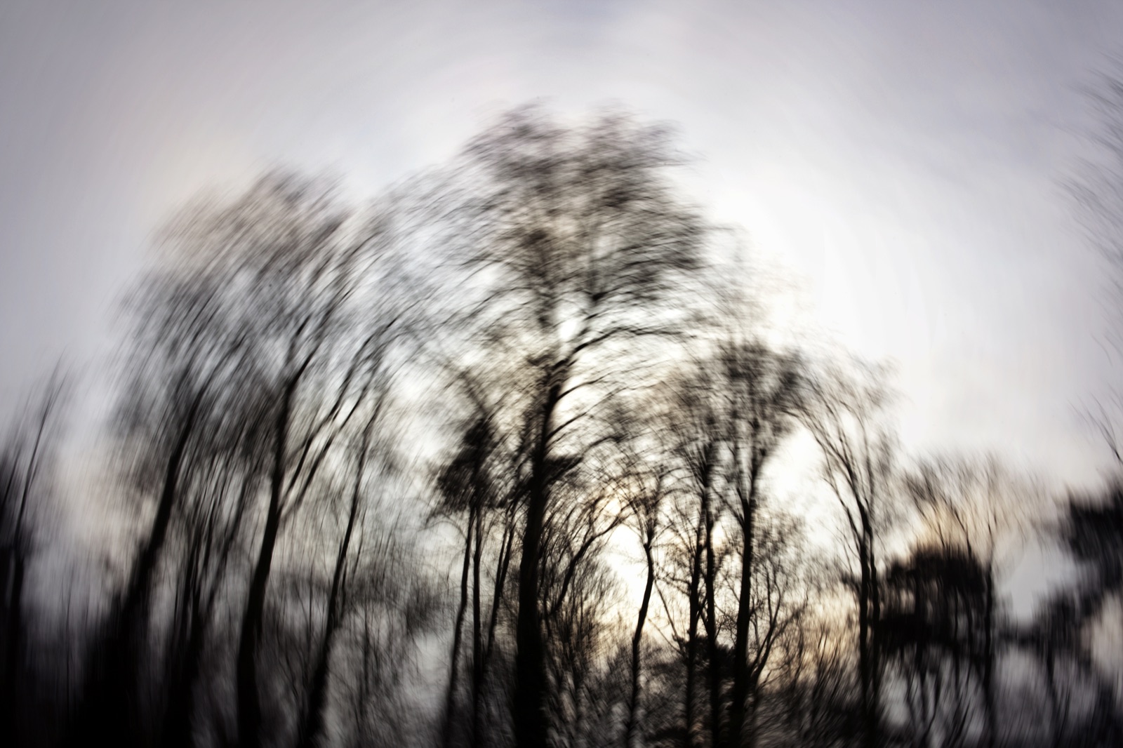 Motion-blurred trees against a pale sky